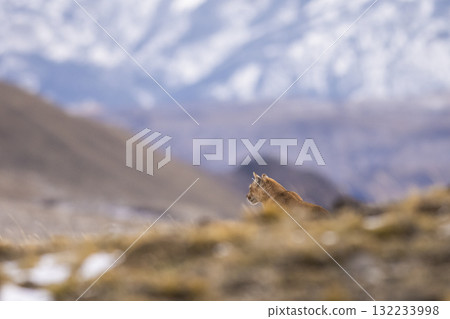 Puma walking in mountain environment, Torres del Paine National Park, Patagonia, Chile. 132233998