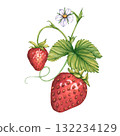 Watercolor illustrations of Strawberry branches with red ripe berries, blooming flowers and green leaves. Botanical Illustration of strawberry bush with berries and tendrils for package, cosmetic 132234129