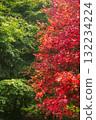 Green and red autumn glory 132234224