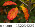 Vibrant autumn leaves ready to fall 132234225
