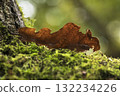 Fallen leaf nestled in moss in autumn woodland 132234226