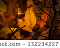 Golden autumnal leaf shining in woodland sunlight 132234227