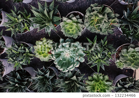 Overhead view of succulent rosettes and small cactus in nursery trays, rich green tones and crisp texture, orderly botanical arrangement Overhead view of succulent rosettes and small cactus in nursery trays, rich green tones and crisp texture, orderly botanical arrangement 132234466