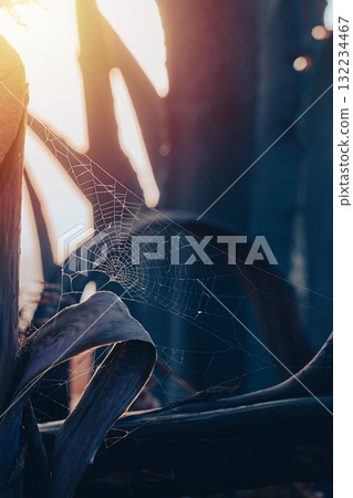 Backlit spiderweb on dried agave leaf, fine threads glowing in morning light, cool blue shadows and warm sunrise tones, quiet moody atmosphere Backlit spiderweb on dried agave leaf, fine threads glowing in morning light, cool blue shadows and warm sunrise tones, quiet moody atmosphere 132234467