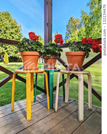 Bright red geraniums in terracotta pots arranged on colorful stools, rustic wooden porch with green lawn and trees, cheerful summer mood 132234476