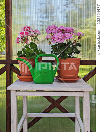 Two pink geraniums in terracotta pots on white stool with green watering can, rustic porch and garden view 132234477