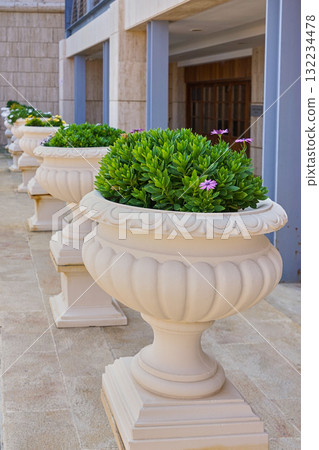 Elegant urn planters with round green shrubs along sunny exterior walkway, light stone architecture and balustrade creating formal entrance look 132234478