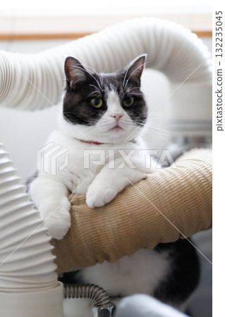 Cat and plumbing Cat and plumbing 132235045