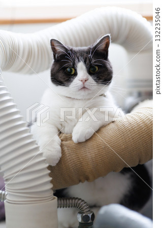 Cat and plumbing 132235046