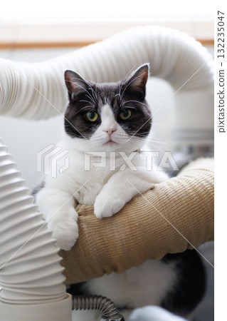 Cat and plumbing 132235047