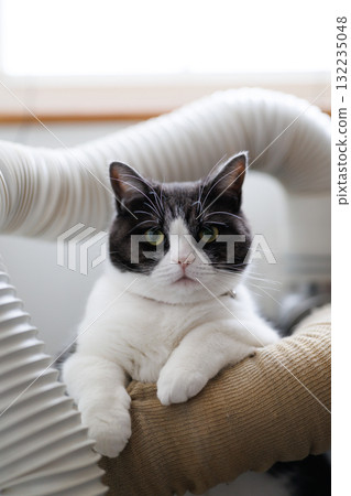 Cat and plumbing 132235048