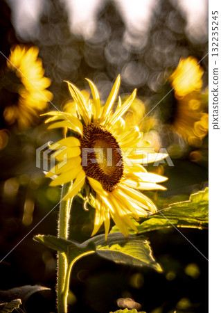 Sunflowers in the morning light Sunflowers in the morning light 132235245