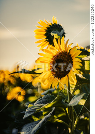 Sunflowers in the morning light 132235246