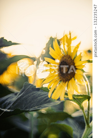 Sunflowers in the morning light Sunflowers in the morning light 132235247