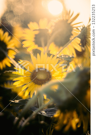 晨曦中的向日葵 晨曦中的向日葵 132235253