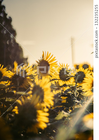 晨曦中的向日葵 132235255