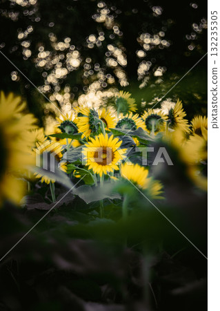 Sunflowers blooming in the dark 132235305