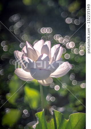 Shining white lotus flower Shining white lotus flower 132235349
