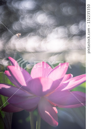 Lotus flower wrapped in light Lotus flower wrapped in light 132235350