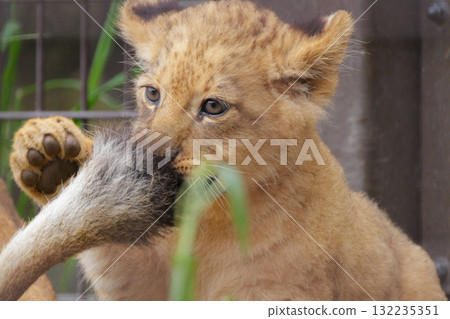 Lion cub sucking its mother's tail Lion cub sucking its mother's tail 132235351