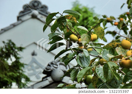 老房子的屋頂和柿子樹 132235397