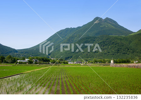 水稻種植後的由布岳和鮮綠的由布院 132235836