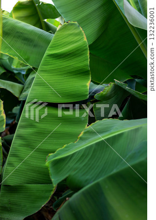 Close-Up of Large Green Tropical Banana Leaves. Lush banana leaves captured in daylight, showcasing texture, pattern, and natural tropical plants. 132236001