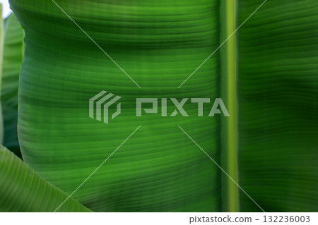 Close-Up of Large Green Tropical Banana Leaves. Lush banana leaves captured in daylight, showcasing texture, pattern, and natural tropical plants. 132236003