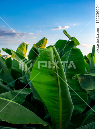 Close-Up of Large Green Tropical Banana Leaves. Lush banana leaves captured 132236004