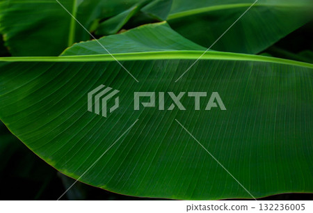 Close-Up of Large Green Tropical Banana Leaves. Lush banana leaves captured 132236005