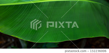 Close-Up of Large Green Tropical Banana Leaves. Lush banana leaves captured 132236006