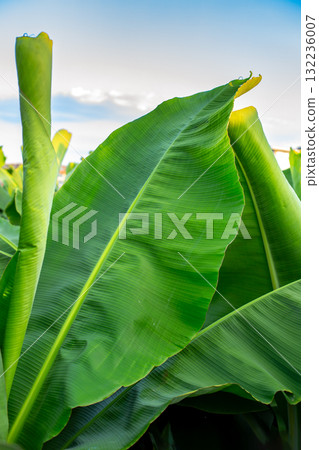 Close-Up of Large Green Tropical Banana Leaves. Lush banana leaves captured in daylight, showcasing texture, pattern, and natural tropical plants. 132236007
