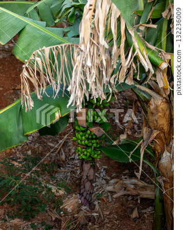 Close-Up of Large Green Tropical Banana Leaves. Tropical banana trees with fresh green leaves 132236009