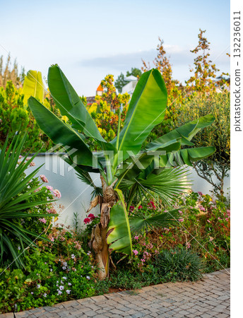 Close-Up of Large Green Tropical Banana Leaves. Tropical banana trees with fresh green leaves 132236011
