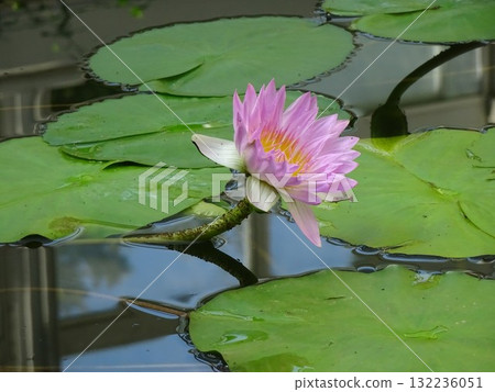 Water lily flower floating on the surface of the water Water lily flower floating on the surface of the water 132236051