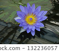 浮在水面上的睡蓮花 132236057