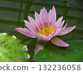 浮在水面上的睡蓮花 132236058
