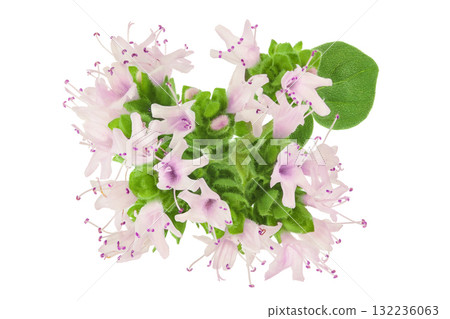 blooming oregano isolated on white background blooming oregano isolated on white background 132236063