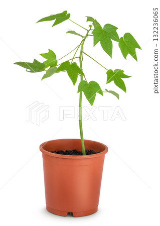 Fresh young papaya plant isolated on white background Fresh young papaya plant isolated on white background 132236065