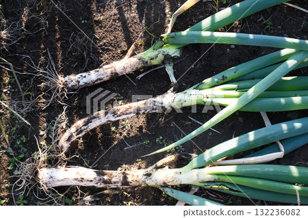 收穫的蔥 132236082