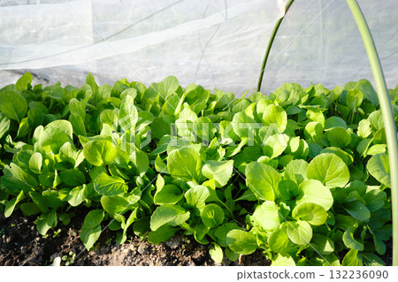 Komatsuna growing healthily 132236090