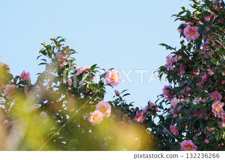 Clear sky and camellia Clear sky and camellia 132236266