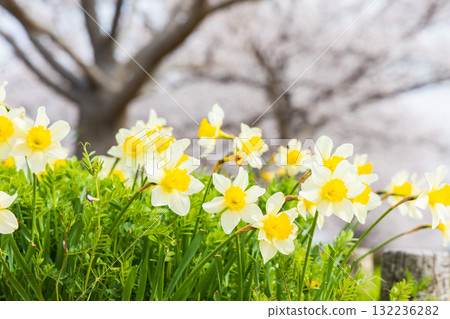 Daffodils in the Ono Cherry Blossom Corridor in Ono City, Hyogo Prefecture in spring 132236282