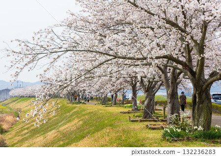 Spring in Ono City, Hyogo Prefecture, Ono Cherry Blossom Corridor 132236283
