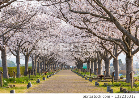 Spring in Ono City, Hyogo Prefecture, Ono Cherry Blossom Corridor Spring in Ono City, Hyogo Prefecture, Ono Cherry Blossom Corridor 132236312