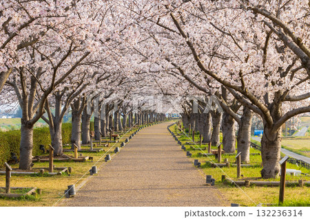 兵庫縣小野市的春天,小野櫻花走廊 兵庫縣小野市的春天,小野櫻花走廊 132236314