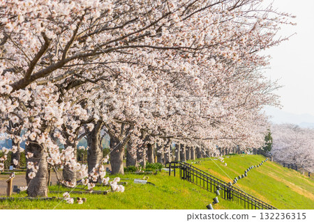 兵庫縣小野市的春天，小野櫻花走廊 132236315