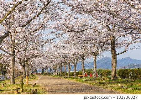 兵庫縣小野市的春天，小野櫻花走廊 132236327