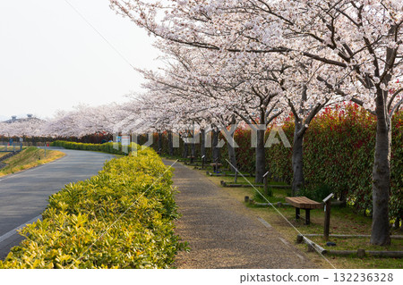 兵庫縣小野市的春天，小野櫻花走廊 132236328