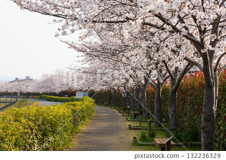 兵庫縣小野市的春天，小野櫻花走廊 132236329